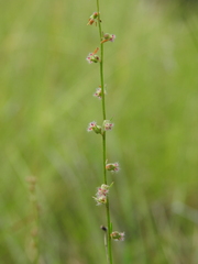 Haloragis heterophylla