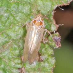Javesella pellucida