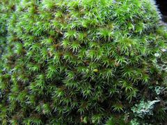 Grimmia decipiens