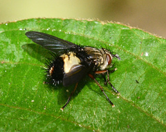 Xanthoepalpodes bischofi