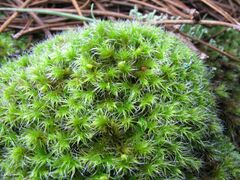 Grimmia decipiens