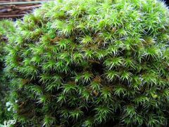 Grimmia decipiens