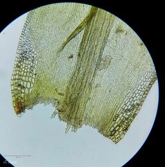 Grimmia decipiens