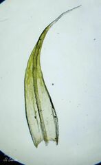Grimmia decipiens