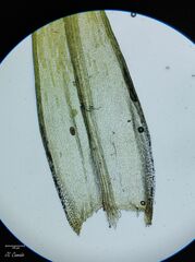 Grimmia decipiens