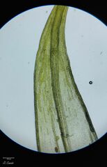 Grimmia decipiens