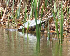 Trachemys callirostris