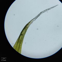 Grimmia decipiens