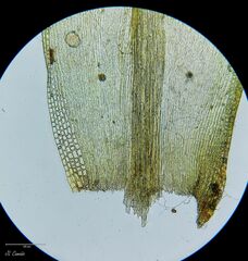Grimmia decipiens