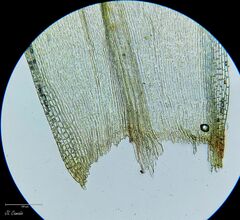 Grimmia decipiens