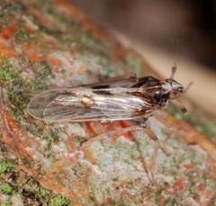Laodelphax striatella