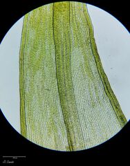 Grimmia decipiens