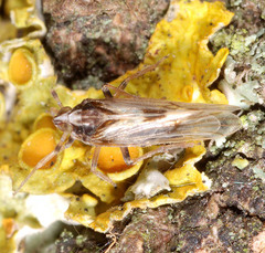 Laodelphax striatella