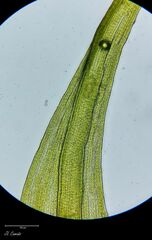 Grimmia decipiens
