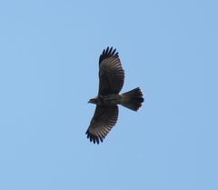 Parabuteo unicinctus