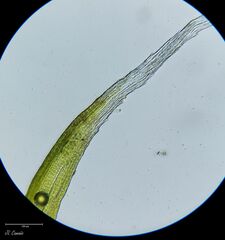 Grimmia decipiens