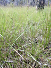 Haloragis heterophylla