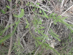 Cliffortia filifolia