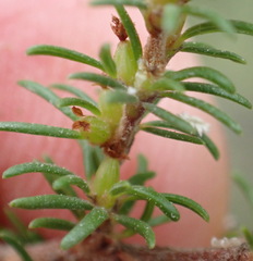 Cliffortia filifolia