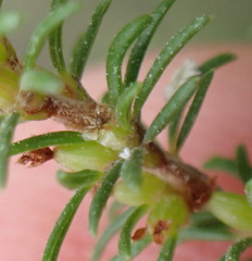 Cliffortia filifolia