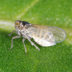 Javesella pellucida