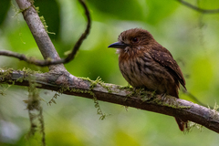 Malacoptila panamensis