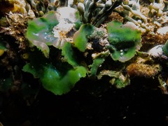 Dictyosphaeria sericea