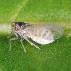 Javesella pellucida