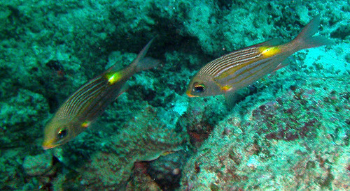 Striped Large-eye Bream — seen at this dive site