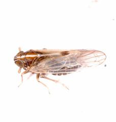 Laodelphax striatella