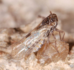Laodelphax striatella
