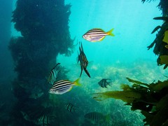 Atypichthys strigatus