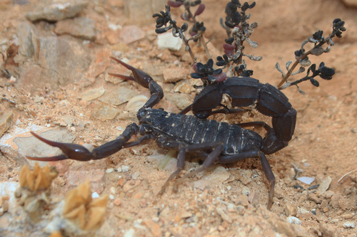 Ebony Fat-tailed Scorpion (Androctonus gonneti) · iNaturalist