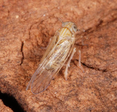 Javesella pellucida