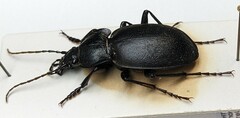 Carabus banonii