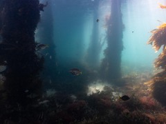 Atypichthys strigatus