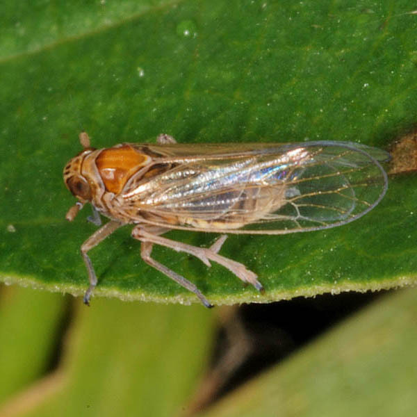 Javesella pellucida