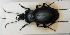Carabus banonii
