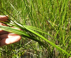 Machaerina rubiginosa