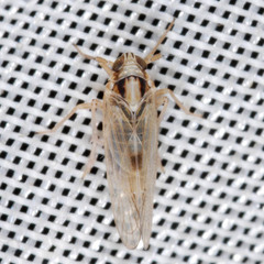 Laodelphax striatella