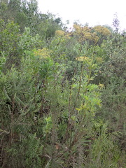Notobubon laevigatum