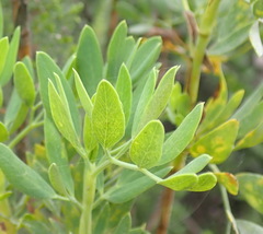 Notobubon laevigatum