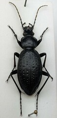 Carabus