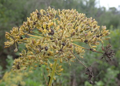 Notobubon laevigatum