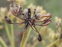 Notobubon laevigatum