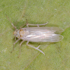 Chloriona smaragdula