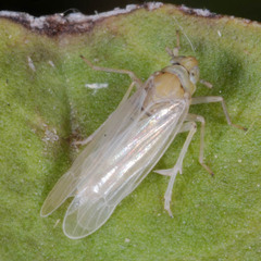Chloriona smaragdula