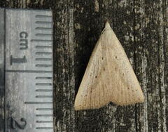 Macrochilo louisiana