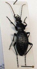 Carabus