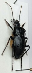 Carabus